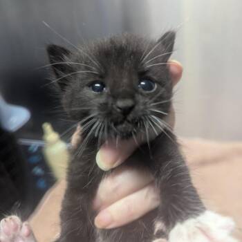 Free Refill -  Domestic Short Hair Cat for Adoption in Providence, Rhode Island - Free Refill | PetCurious