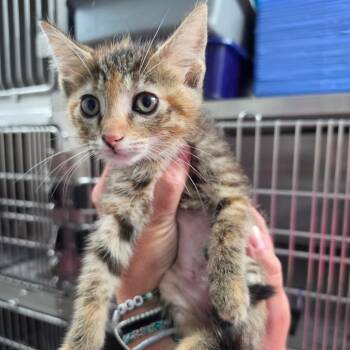 Vidalia -  Domestic Short Hair Cat for Adoption in Melrose, Florida - Vidalia | PetCurious