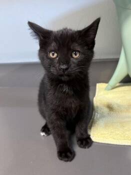 Pita -  Domestic Short Hair Cat for Adoption in Orland Hills, Illinois - Pita | PetCurious