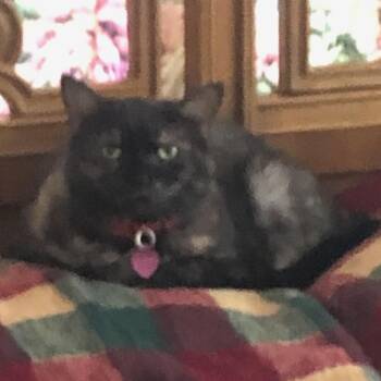 Domestic Short Hair Cats Available for Adoption in Newburgh, New York - Sophie | PetCurious