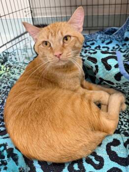 Apollo Cat -  Domestic Short Hair Cat for Adoption in Little Rock, Arkansas - Apollo Cat | PetCurious