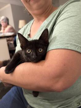 Bruce Wayne (Available for pre-adoption) -  Domestic Short Hair Cat for Adoption in Camden, South Carolina - Bruce Wayne (Available For Pre-adoption) | PetCurious
