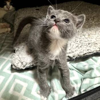Domestic Short Hair Cats Available for Adoption in Long Beach, California - Peony | PetCurious