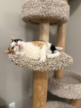 Domestic Short Hair and Calico Cats Available for Adoption in Hartville, Ohio - Margo | PetCurious