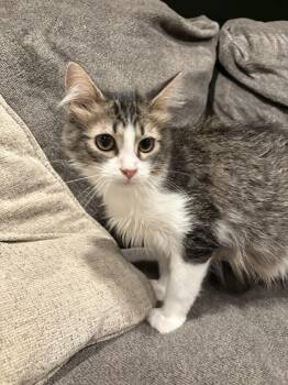 Garth -  Domestic Short Hair Cat for Adoption in Wheaton, Illinois - Garth | PetCurious