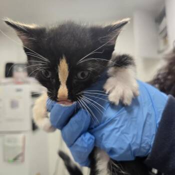 Maekar -  Domestic Short Hair Cat for Adoption in Newark, New Jersey - Maekar | PetCurious
