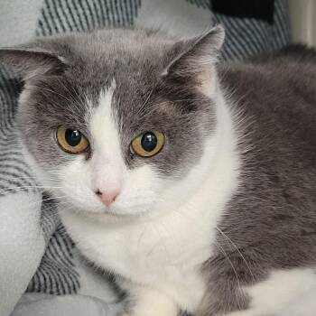 Rosemary -  Domestic Short Hair Cat for Adoption in Milan, Illinois - Rosemary | PetCurious
