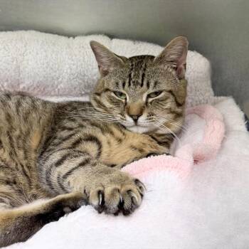 Domestic Short Hair Cats Available for Adoption in State College, Pennsylvania - Sonoma | PetCurious