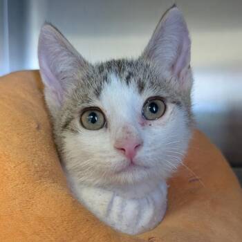 Wavey (blue) -  Domestic Short Hair Cat for Adoption in Blairsville, Georgia - Wavey (blue) | PetCurious