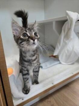 Ostara (FIV +) -  Domestic Medium Hair and Domestic Short Hair Cat for Adoption in Savannah, Georgia - Ostara (FIV +) | PetCurious
