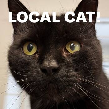 Domestic Short Hair Cats Available for Adoption in Scituate, Rhode Island - LOCAL CAT: Lady Liberty | PetCurious