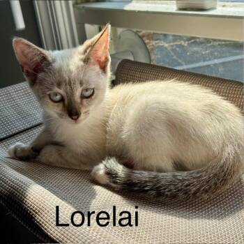 Lorelai -  Siamese Cat for Adoption in Winchester, Virginia - Lorelai | PetCurious