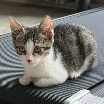 Leah -  Domestic Short Hair Cat for Adoption in Houston, Texas - Leah | PetCurious