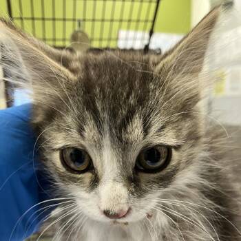 108730 -  Domestic Short Hair Cat for Adoption in Las Cruces, New Mexico - 108730 | PetCurious