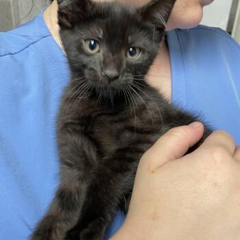 Parsley -  American Shorthair Cat for Adoption in North Kingstown, Rhode Island - Parsley | PetCurious