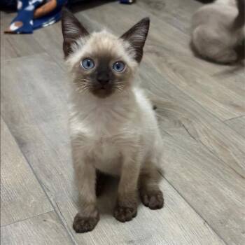 Miter -  Siamese Cat for Adoption in San Tan Valley, Arizona - Miter | PetCurious