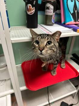 Domestic Short Hair Cats Available for Adoption in Chicago, Illinois - Dax | PetCurious