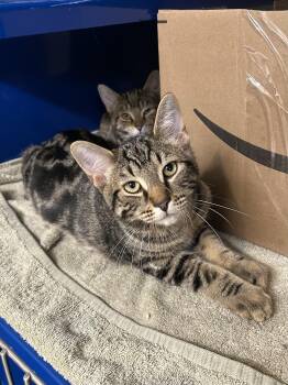 Domestic Short Hair Cats Available for Adoption in Bolton, Ontario - Benedict | PetCurious