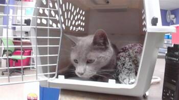 MICHAEL -  Domestic Short Hair Cat for Adoption in Omaha, Nebraska - MICHAEL | PetCurious