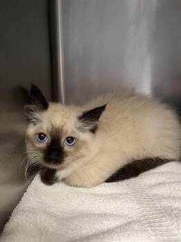 GEODE* -  Siamese Cat for Adoption in Santa Cruz, California - GEODE* | PetCurious