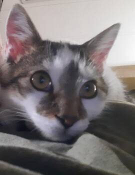 Tuxedo Cats Available for Adoption - Gwenny The Spunky Little Explorer | PetCurious