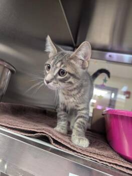 Morgan Wallen -  Domestic Short Hair Cat for Adoption in West Chester, Pennsylvania - Morgan Wallen | PetCurious