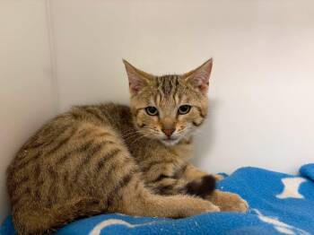 Power -  Domestic Short Hair Cat for Adoption in Delson, Quebec - Power | PetCurious