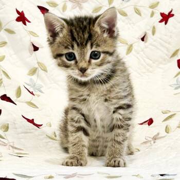 Garbanzo -  Domestic Short Hair Cat for Adoption in Mt. Juliet, Tennessee - Garbanzo | PetCurious