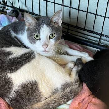 Rascal -  Domestic Short Hair Cat for Adoption in Summerlee, West Virginia - Rascal | PetCurious