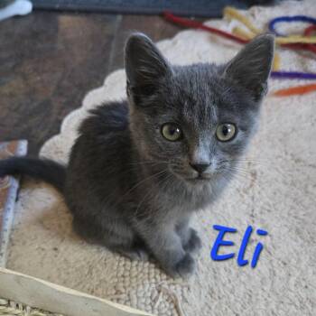 Eli -  Domestic Short Hair Cat for Adoption in Prescott, Arizona - Eli | PetCurious
