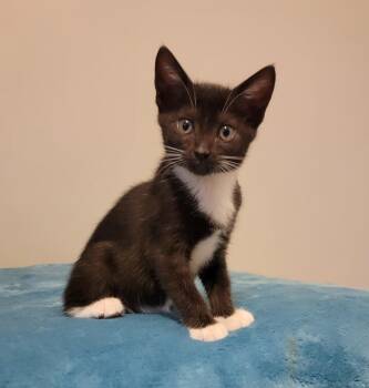 Downy -  American Shorthair Cat for Adoption in St. Petersburg, Florida - Downy | PetCurious