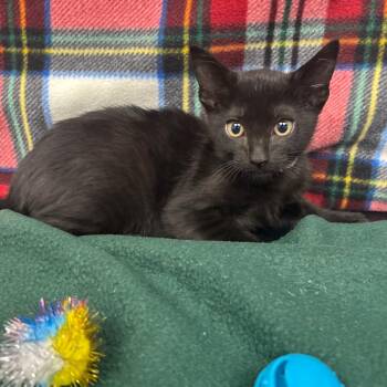 Tee -  Domestic Short Hair Cat for Adoption in Long Beach, California - Tee | PetCurious
