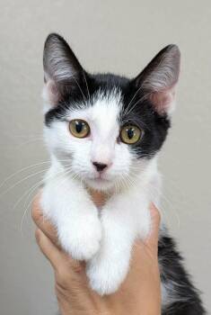Robyn -  Domestic Short Hair Cat for Adoption in Bolivar, Missouri - Robyn | PetCurious