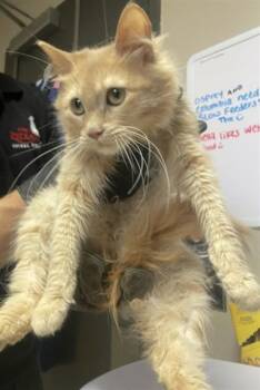 FREDDIE -  Domestic Long Hair Cat for Adoption in Redlands, California - FREDDIE | PetCurious