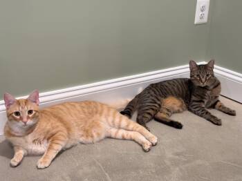 Rescue Domestic Short Hair Cats for Adoption - Colby And Harley | PetCurious