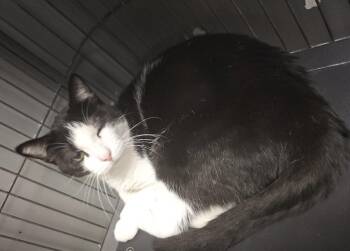 Rescue Domestic Short Hair Cats for Adoption in Hamburg, New York - Monroe (bonded With Montana) | PetCurious