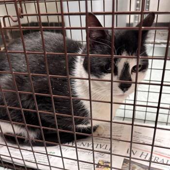 Domestic Short Hair Cats Available for Adoption in Philadelphia, Pennsylvania - Tito Chip | PetCurious