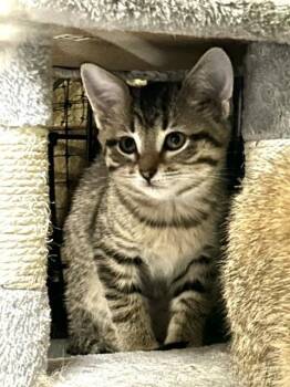 Angel -  Domestic Short Hair Cat for Adoption in Muskegon, Michigan - Angel | PetCurious