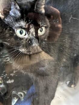 Domestic Short Hair Cats Available for Adoption in Dayton, Minnesota - Izzy | PetCurious