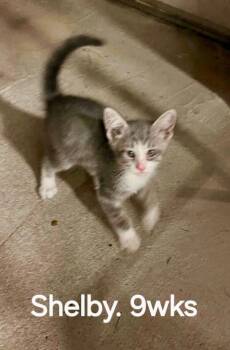 Dean -  Domestic Short Hair Cat for Adoption in Cromwell, Kentucky - Dean | PetCurious