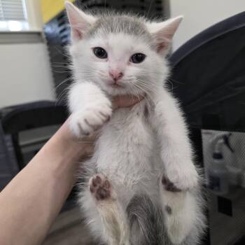 Domestic Short Hair Cats Available for Adoption in Mastic, New York - Ian | PetCurious