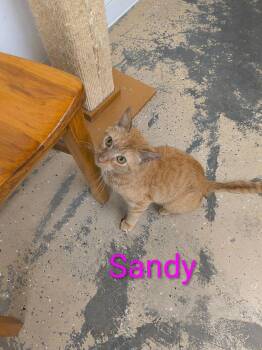 Rescue Domestic Short Hair Cats for Adoption in Saint Marys, Pennsylvania - Sandy | PetCurious