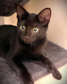 Nox -  Domestic Short Hair Cat for Adoption in Fort Myers, Florida - Nox | PetCurious