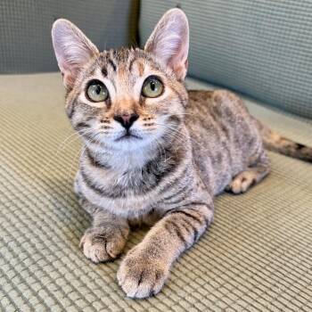 Cyclospora -  Domestic Short Hair Cat for Adoption in Costa Mesa, California - Cyclospora | PetCurious