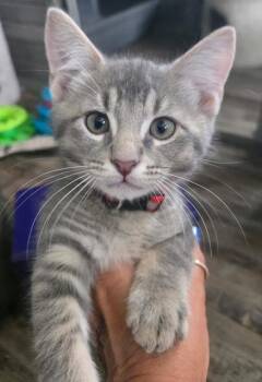 Dewalt -  Domestic Short Hair Cat for Adoption in Murfreesboro, Tennessee - Dewalt | PetCurious