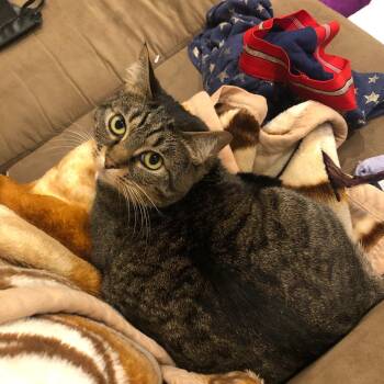 Socks -  Domestic Short Hair Cat Available for Adoption in Auburn, Washington - Socks | PetCurious