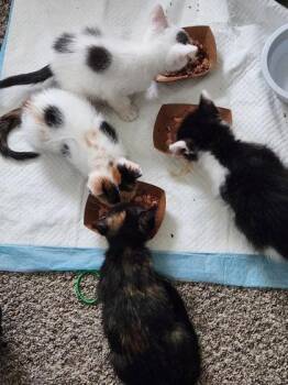 Krystal -  Domestic Short Hair Cat for Adoption in Kansas City, Missouri - Krystal | PetCurious