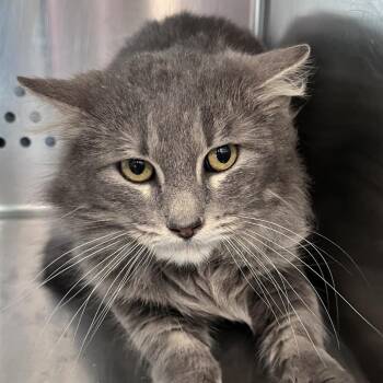 Domestic Long Hair Cats Available for Adoption - Zeke | PetCurious