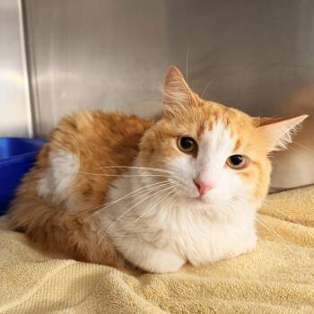 Domestic Short Hair Cats Available for Adoption in Warrensburg, Missouri - J.J. | PetCurious