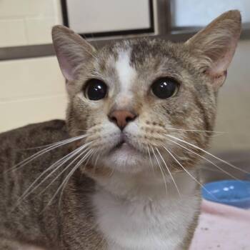 Buckingham -  Domestic Short Hair Cat for Adoption in Plover, Wisconsin - Buckingham | PetCurious